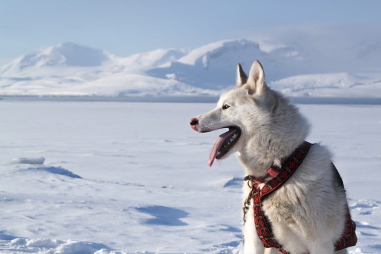 Лайка Шпицберген
