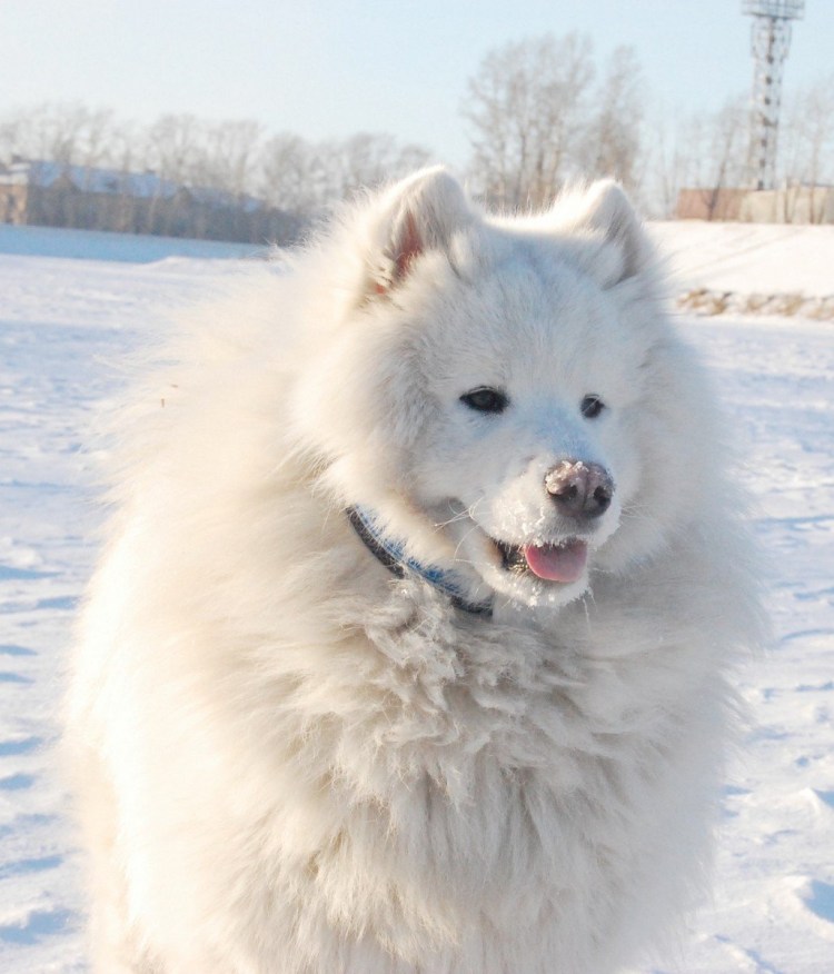 Шпицберген белые медведи