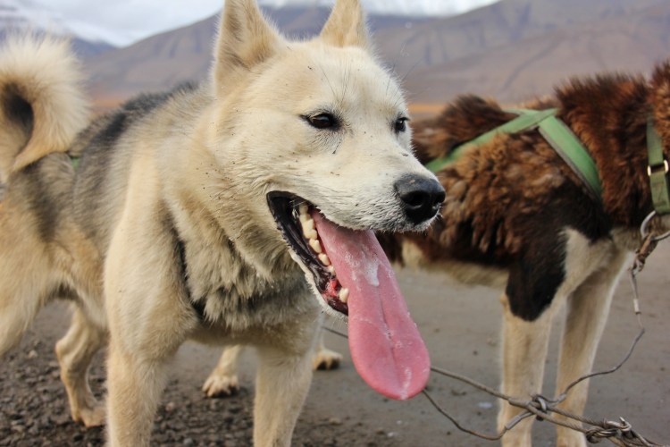 Американский эскимосский шпиц большой