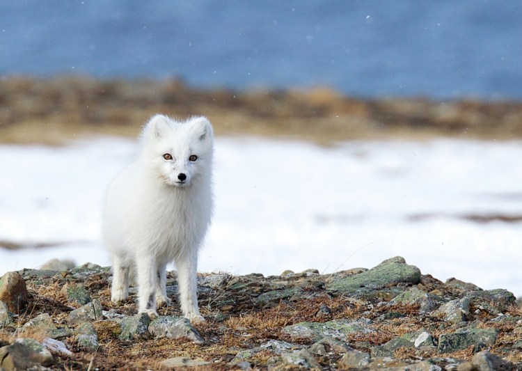 Шпицберген собака