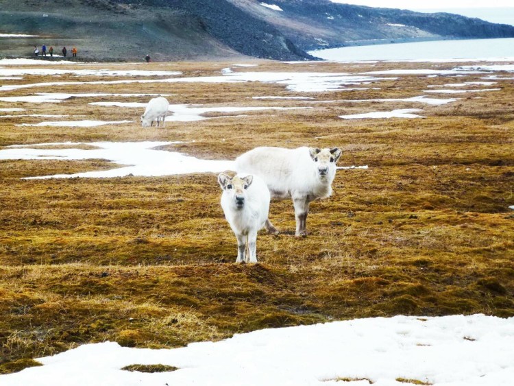 Собаки породы Чао Чао