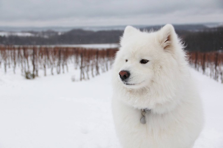 Хаски Шпицберген