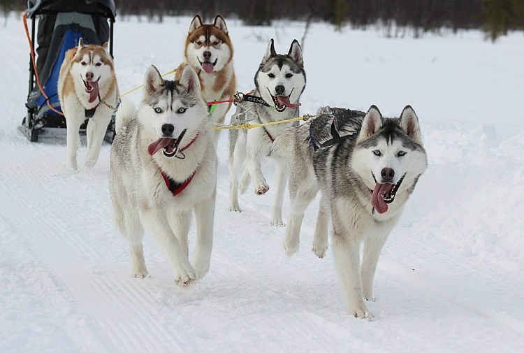 Шпицберген песец