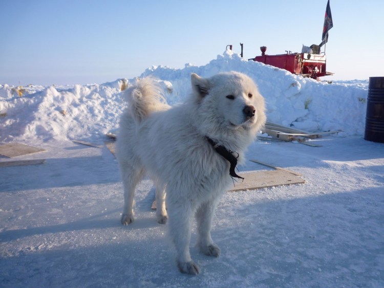 Шпицберген порода собак