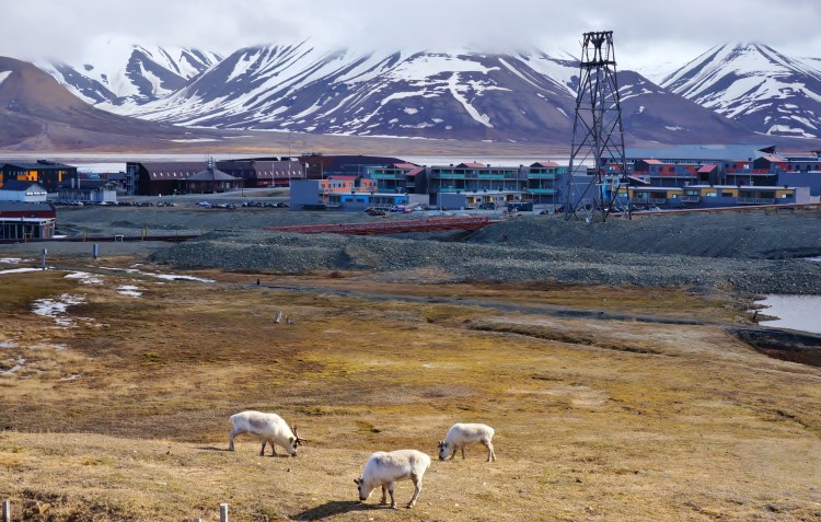 Шпицберген животный мир