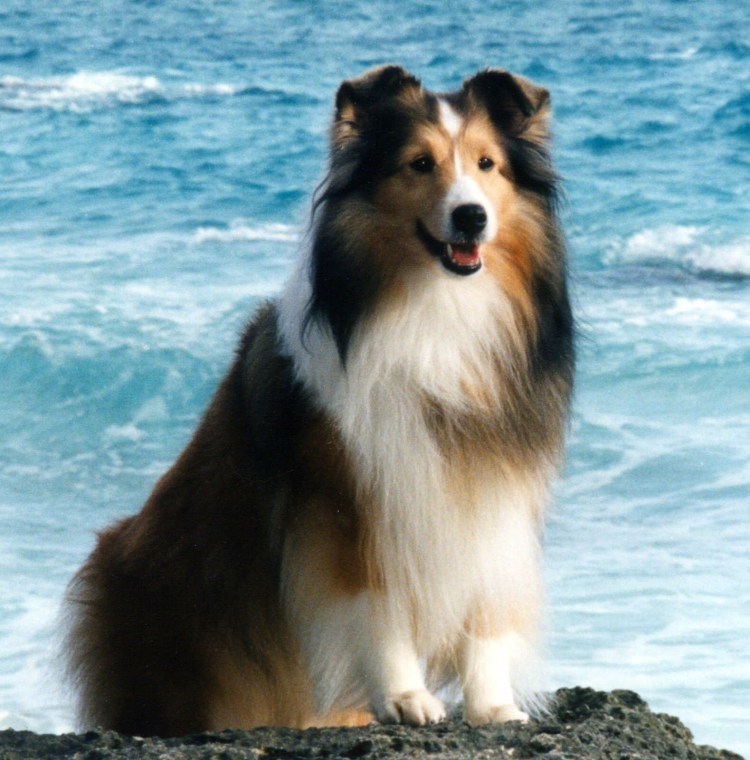 Снежные сафари на собачьих упряжках Финляндия