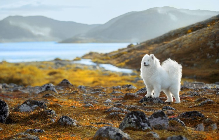 Собака Шпицберген Шпицберген