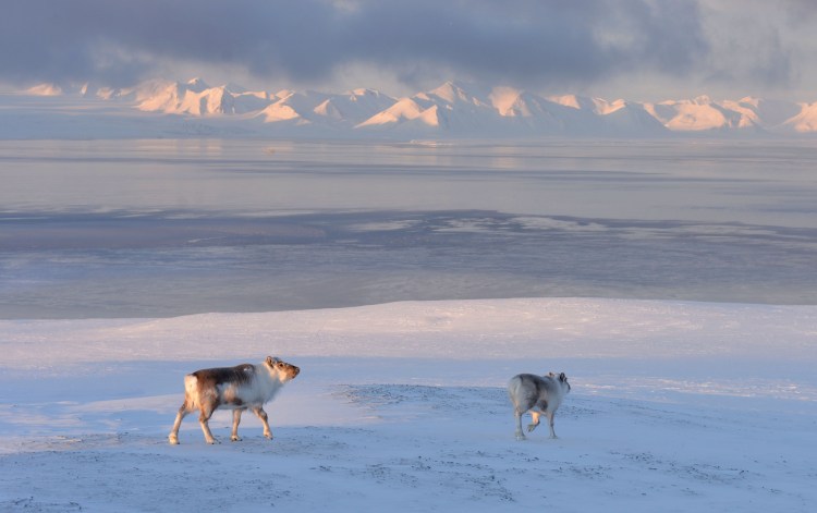 Пушной промысел в тундре