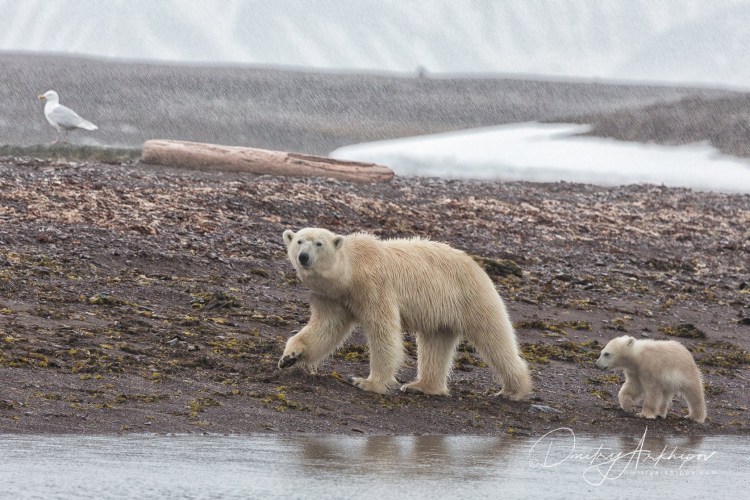 Остров Шпицберген животный мир