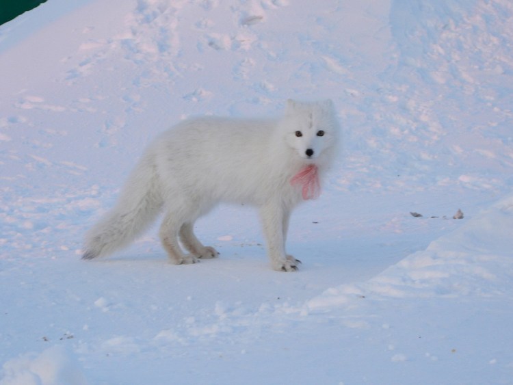 Маламут хаски самоед