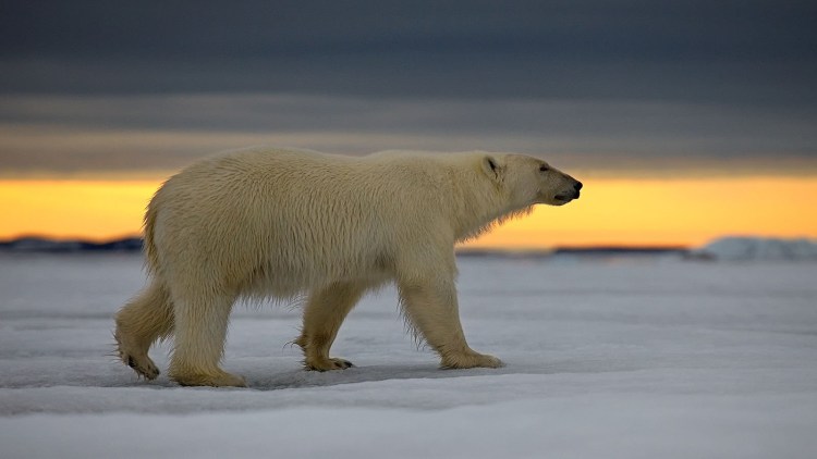 Песец куропатка
