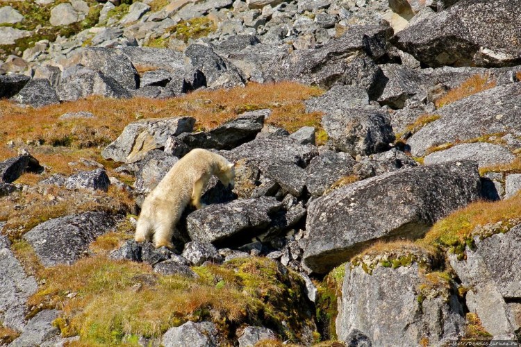 Самоед Волчий Тип фото