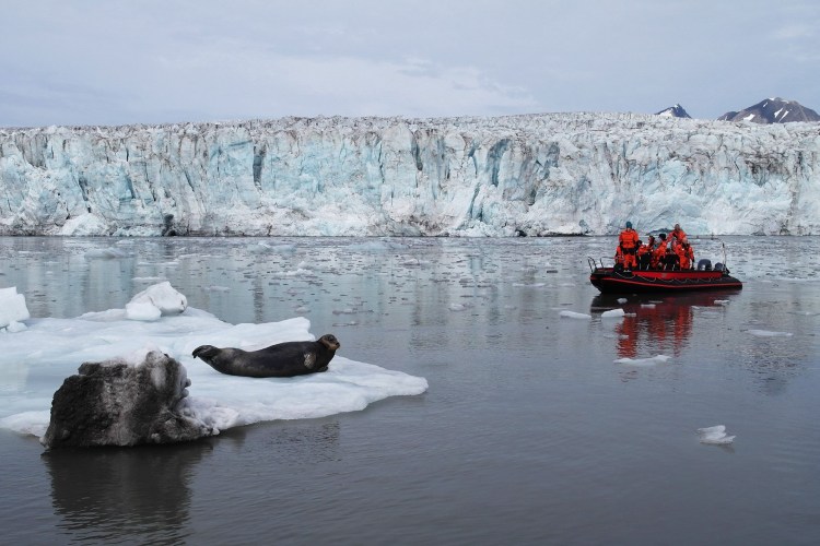Шпиц самоед