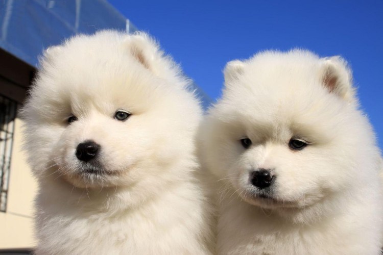 Самоедская собака породы собак щенки