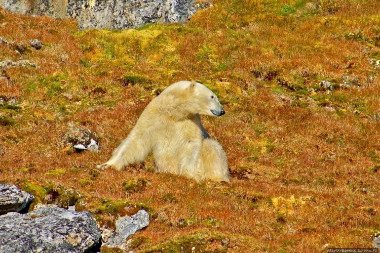 Интересные факты о шпицах померанских