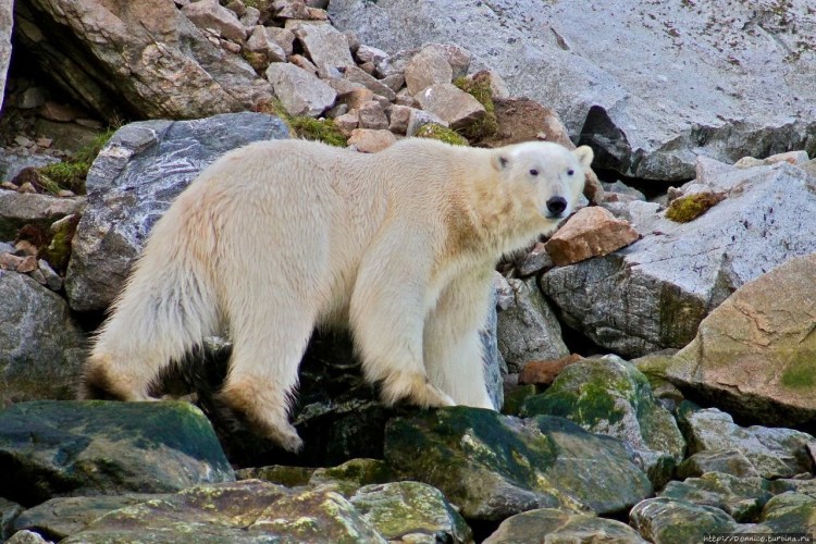 Порода собак самоед
