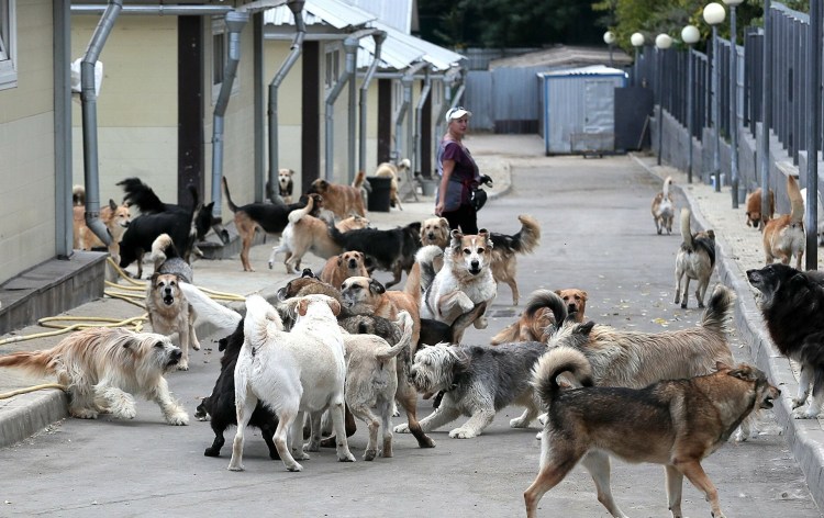 Бездомные животные