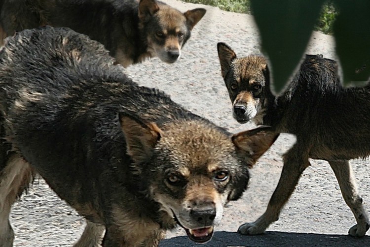 Стая злых бездомных собак