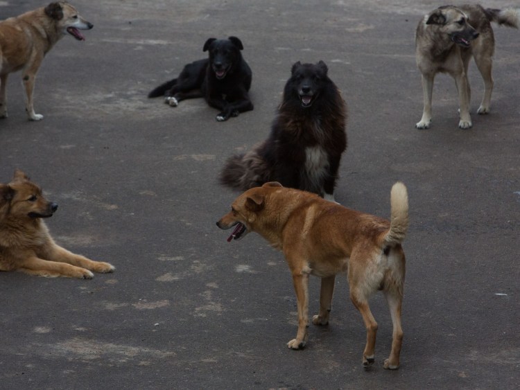 Свора бездомных собак