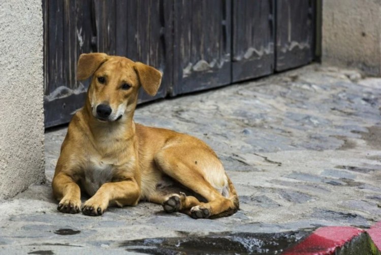 Отлов бродячих животных