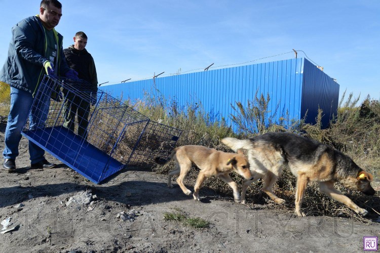 Свора бездомных собак