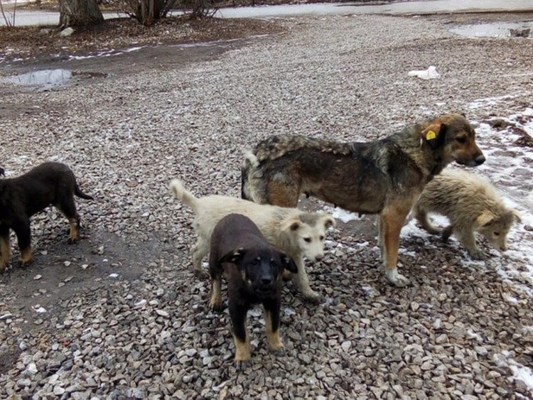 Бездомные собаки Саратов