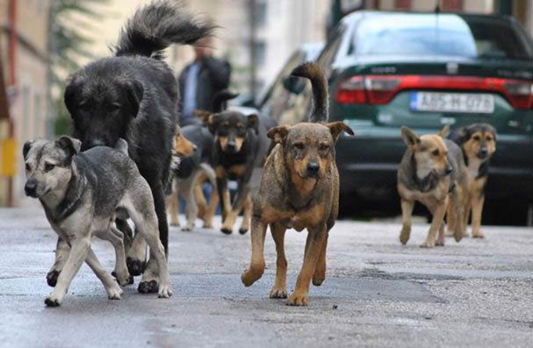 Уличные собаки нападают