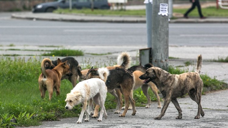 Бродячие собаки