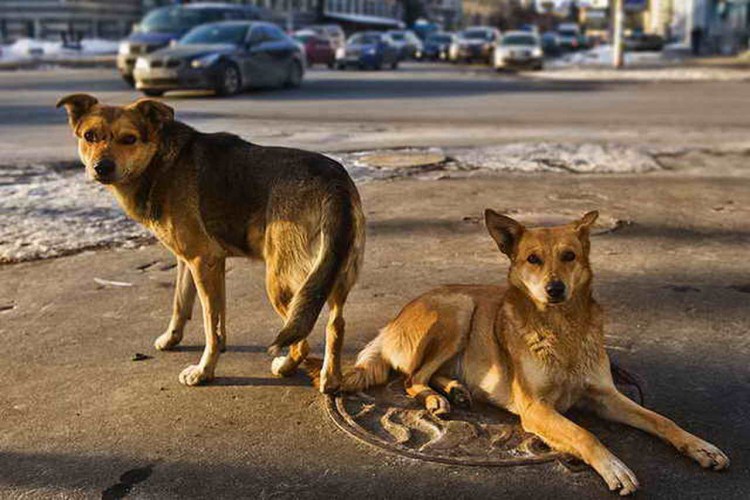 Бродячие собаки в городе