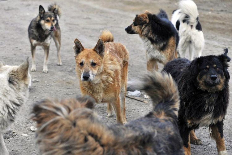 Свора бездомных собак