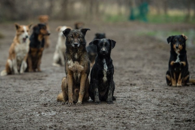 Бездомные собаки