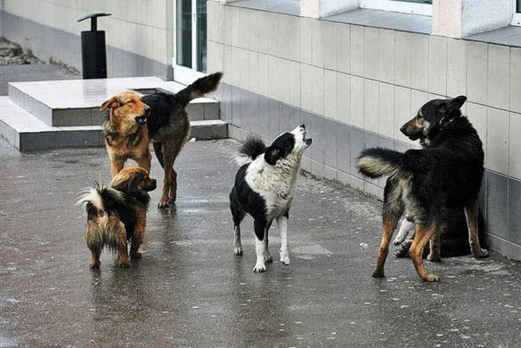 В Астрахани бродячие собаки напали на детей