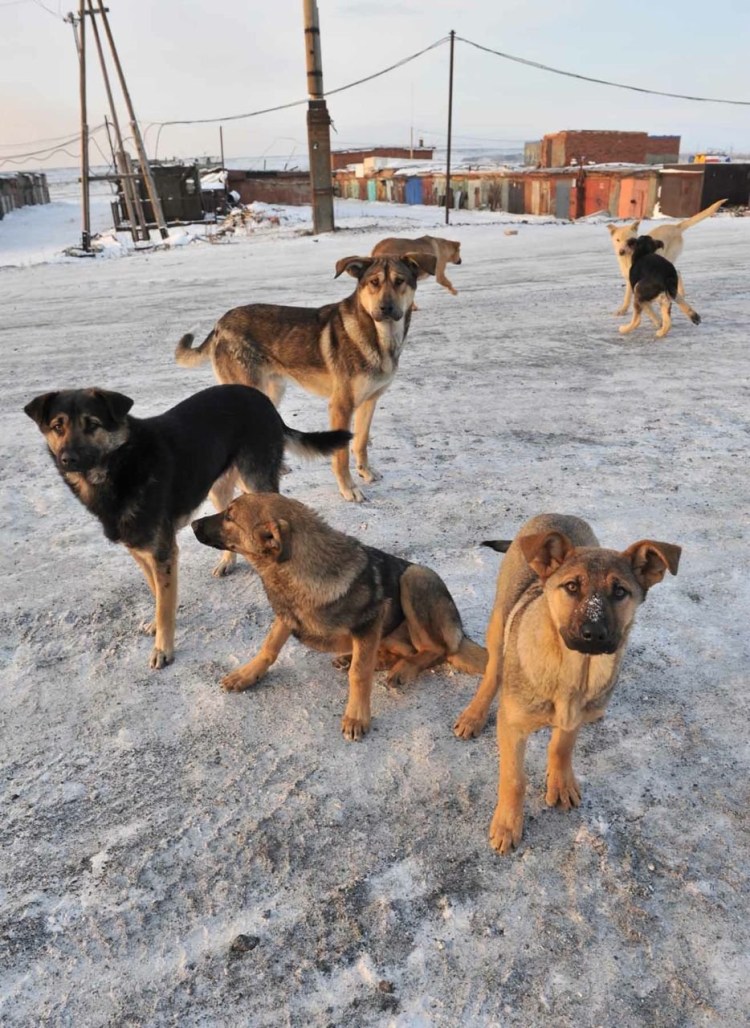 Бродячие собаки в городе