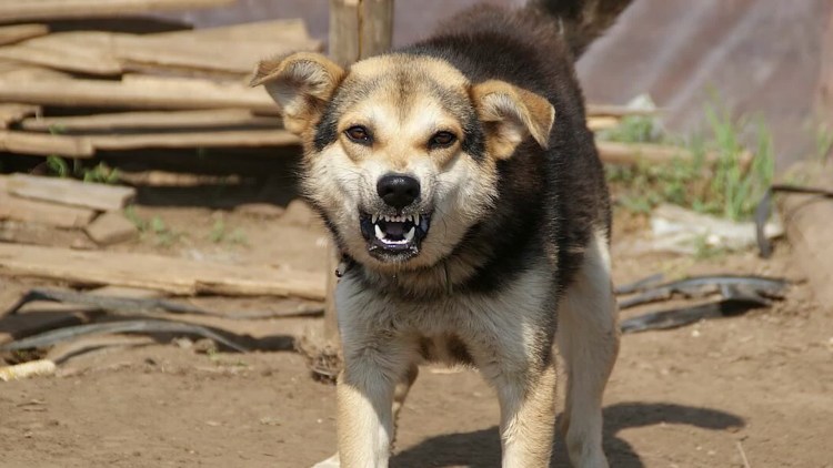 Бродячие собаки