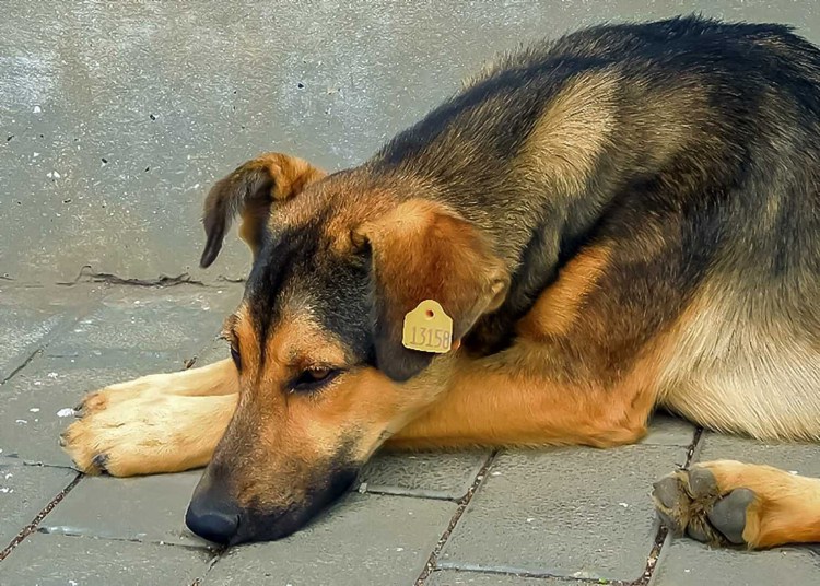 Бездомные собаки