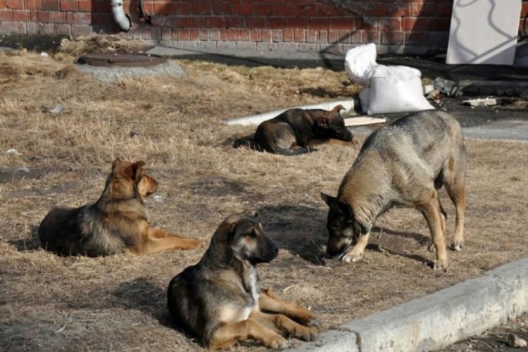 Свора бездомных собак