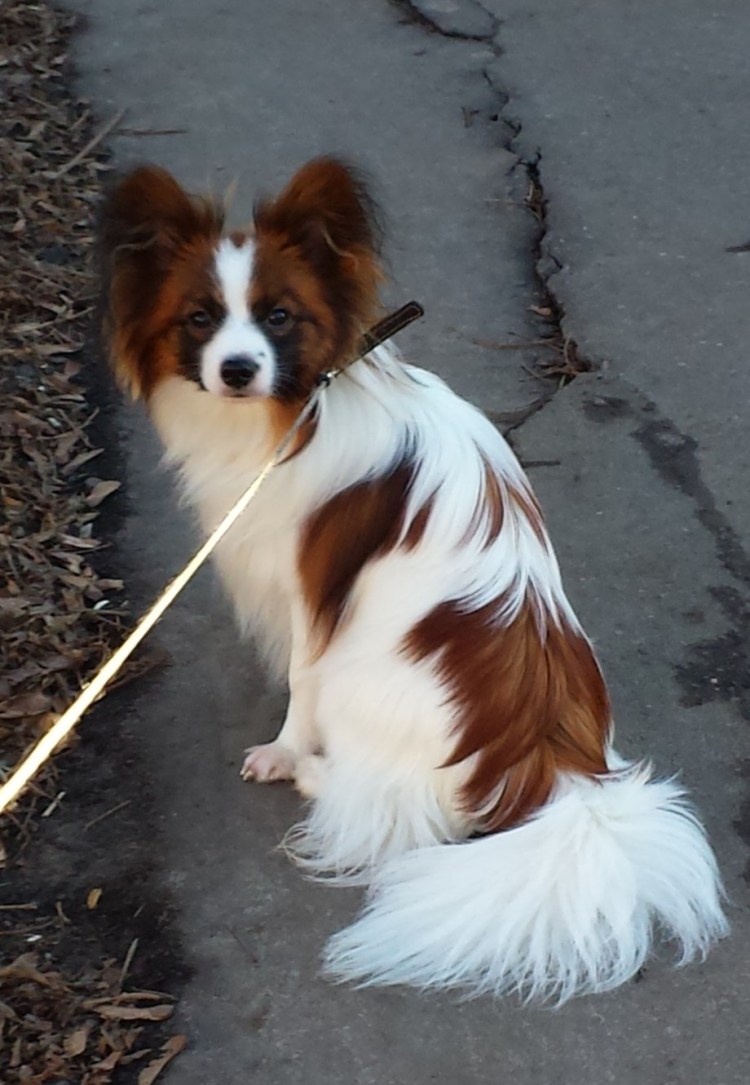 Собака бело рыжая маленькая