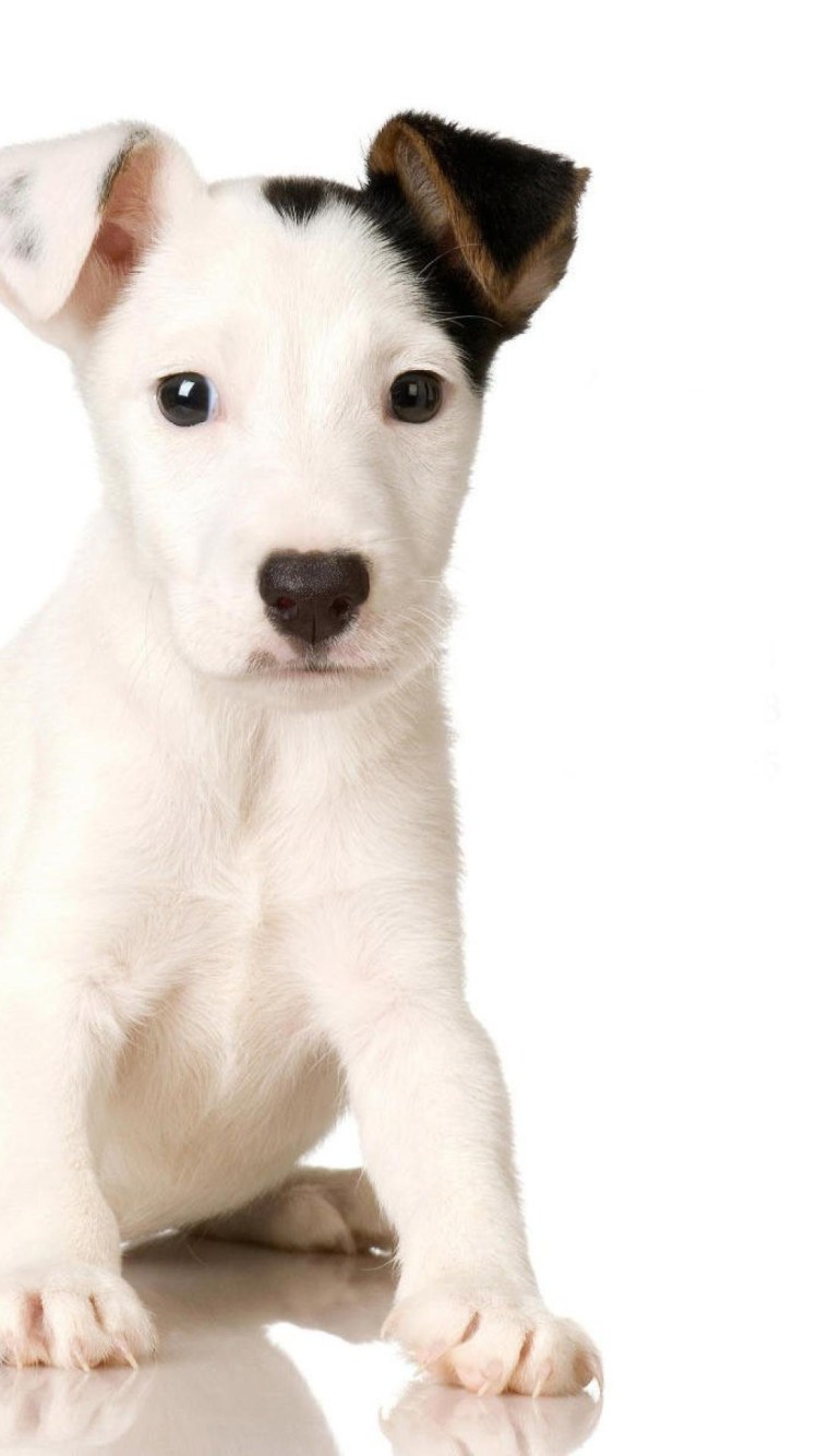 Джек Рассел терьер щенки черные