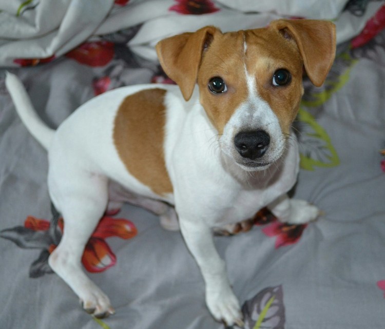 Чистопородный Джек Рассел терьер