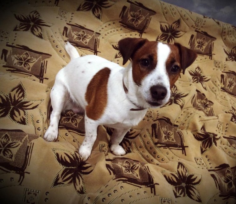 Джек Рассел пятнистый