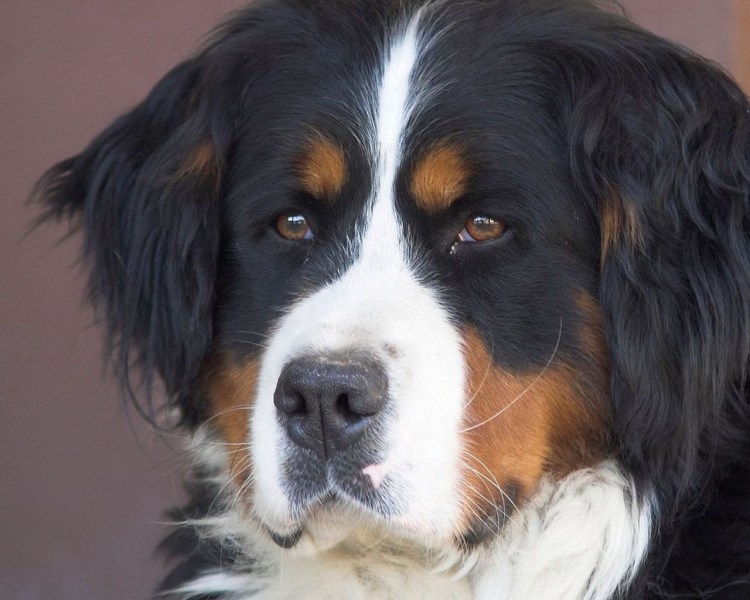 Сенбернар белый