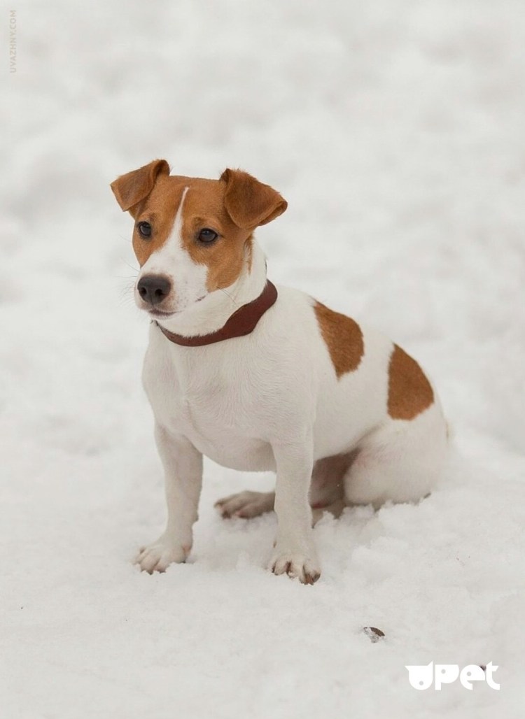 Джек Рассел альбинос