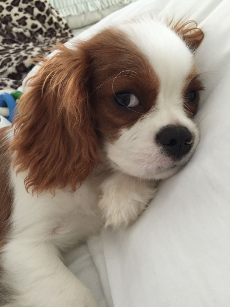 Кавалер Кинг Чарльз спаниель коричневый