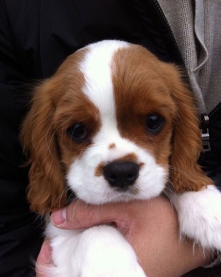 Райдер Кинг Чарльз Бленхейм