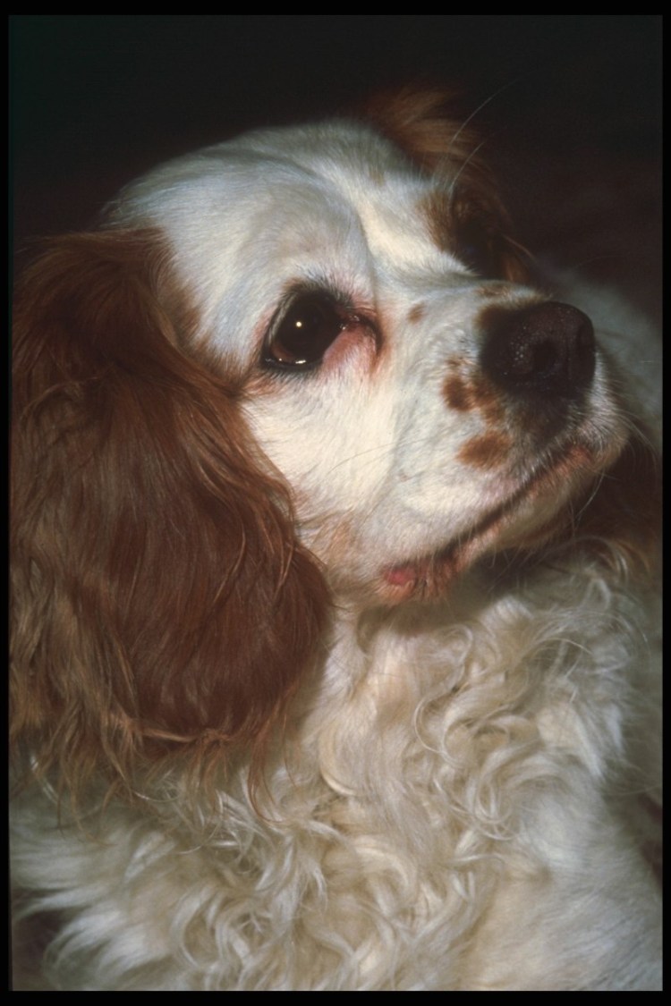 Спаниель белый с коричневыми ушами