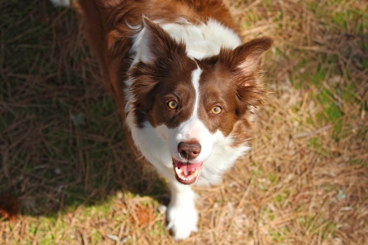 Собака бордер колли