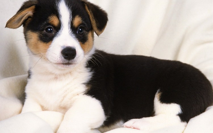 Щенки трехцветные