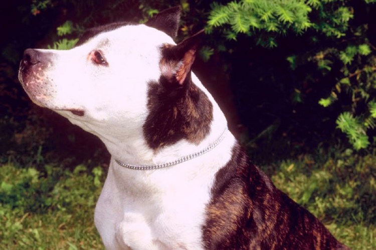 Большая собака белая с коричневыми пятнами