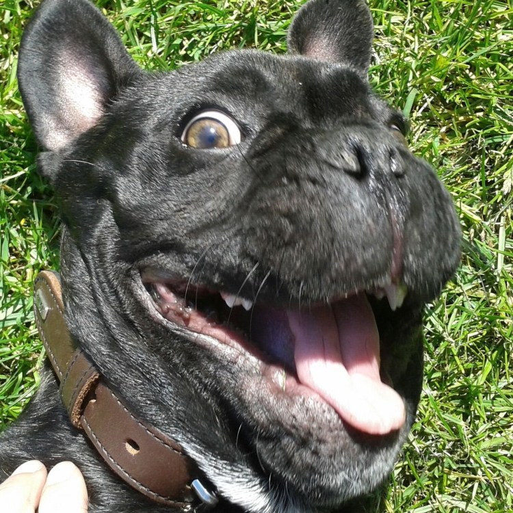 Прикус французского бульдога