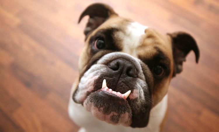 Зубы французского бульдога